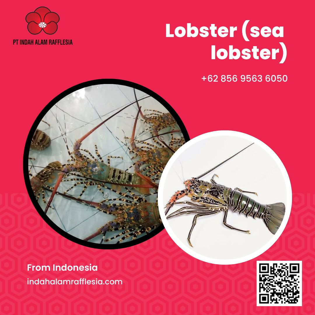 lobster